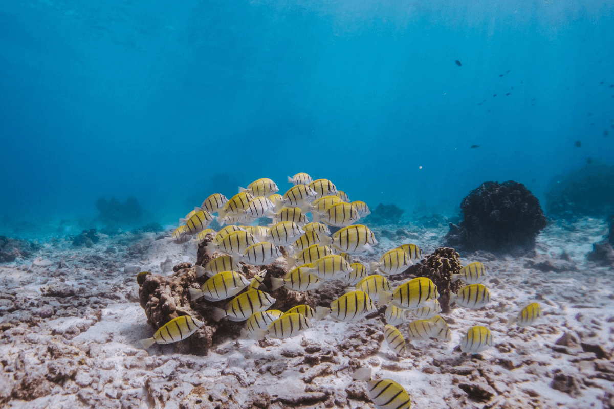 Similan-Escape-Wow-Andaman-underwater-2 غوص Wow Andaman رحلات سيميلان بوكيت فخم قارب كاتامارات ماي تور رحلات