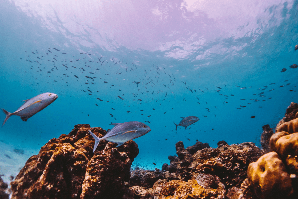 Similan-Escape-Wow-Andaman-underwater-3 عوص Wow Andaman رحلات سيميلان بوكيت فخم قارب كاتامارات ماي تور رحلات