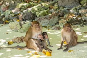 Phi Phi Island by Catamaran (Andaman Surprise)